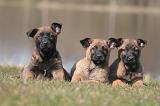 MALINOIS 1022